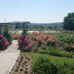 Kielce. Róże w Ogrodzie Botanicznym / Mateusz Kaczmarczyk / Radio Kielce