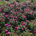 Kielce. Róże w Ogrodzie Botanicznym / Mateusz Kaczmarczyk / Radio Kielce