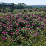 Kielce. Róże w Ogrodzie Botanicznym / Mateusz Kaczmarczyk / Radio Kielce