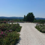 Kielce. Róże w Ogrodzie Botanicznym / Mateusz Kaczmarczyk / Radio Kielce