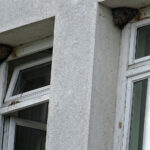 Po rozpoczęciu termomodernizacji starachowickiego szpitala okazało się, że budynek jest jednym z największych w województwie siedlisk jaskółki oknówki, gatunku chronionego, który na dodatek jest w okresie lęgowym / Anna Głąb / Radio Kielce