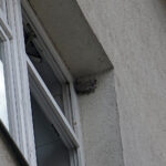 Po rozpoczęciu termomodernizacji starachowickiego szpitala okazało się, że budynek jest jednym z największych w województwie siedlisk jaskółki oknówki, gatunku chronionego, który na dodatek jest w okresie lęgowym / Anna Głąb / Radio Kielce