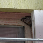 Po rozpoczęciu termomodernizacji starachowickiego szpitala okazało się, że budynek jest jednym z największych w województwie siedlisk jaskółki oknówki, gatunku chronionego, który na dodatek jest w okresie lęgowym / Anna Głąb / Radio Kielce