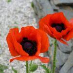 Ogród Botaniczny - Geopark Kielce / Piotr Kwaśniewski / Radio Kielce