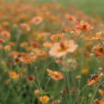 Ogród Botaniczny - Geopark Kielce / Piotr Kwaśniewski / Radio Kielce