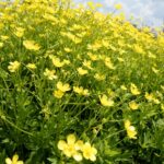 Ogród Botaniczny - Geopark Kielce / Piotr Kwaśniewski / Radio Kielce