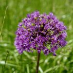 Ogród Botaniczny - Geopark Kielce / Piotr Kwaśniewski / Radio Kielce