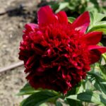 Ogród Botaniczny - Geopark Kielce / Piotr Kwaśniewski / Radio Kielce