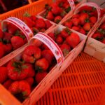 XXI Dzień Świętokrzyskiej Truskawki / Piotr Kwaśniewski / Radio Kielce