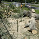 Wycinka drzew przy ul. Orkana w Kielcach / Piotr Kwaśniewski / Radio Kielce