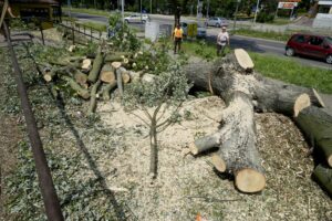 Wycinka drzew przy ul. Orkana w Kielcach / Piotr Kwaśniewski / Radio Kielce