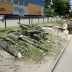 Wycinka drzew przy ul. Orkana w Kielcach / Piotr Kwaśniewski / Radio Kielce