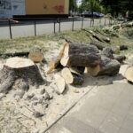 Wycinka drzew przy ul. Orkana w Kielcach / Piotr Kwaśniewski / Radio Kielce