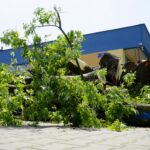 Wycinka drzew przy ul. Orkana w Kielcach / Piotr Kwaśniewski / Radio Kielce