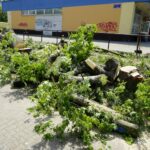 Wycinka drzew przy ul. Orkana w Kielcach / Piotr Kwaśniewski / Radio Kielce