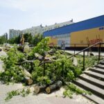 Wycinka drzew przy ul. Orkana w Kielcach / Piotr Kwaśniewski / Radio Kielce