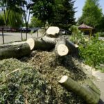 Wycinka drzew przy ul. Orkana w Kielcach / Piotr Kwaśniewski / Radio Kielce