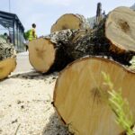 Wycinka drzew przy ul. Orkana w Kielcach / Piotr Kwaśniewski / Radio Kielce