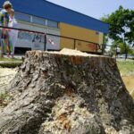 Wycinka drzew przy ul. Orkana w Kielcach / Piotr Kwaśniewski / Radio Kielce