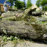 Wycinka drzew przy ul. Orkana w Kielcach / Piotr Kwaśniewski / Radio Kielce