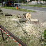 Wycinka drzew przy ul. Orkana w Kielcach / Piotr Kwaśniewski / Radio Kielce