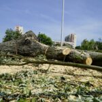 Wycinka drzew przy ul. Orkana w Kielcach / Piotr Kwaśniewski / Radio Kielce