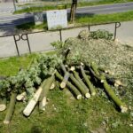 Wycinka drzew przy ul. Orkana w Kielcach / Piotr Kwaśniewski / Radio Kielce