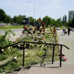 Wycinka drzew przy ul. Orkana w Kielcach / Piotr Kwaśniewski / Radio Kielce