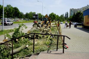 Wycinka drzew przy ul. Orkana w Kielcach / Piotr Kwaśniewski / Radio Kielce