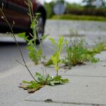 Czas na wiosenne porządki. Kielce, ulica Radiowa / Piotr Kwaśniewski / Radio Kielce