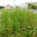 Czas na wiosenne porządki. Kielce, ulica Zagórska / Piotr Kwaśniewski / Radio Kielce