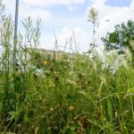 Czas na wiosenne porządki. Kielce, ulica Zagórska / Piotr Kwaśniewski / Radio Kielce