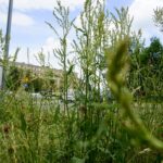 Czas na wiosenne porządki. Kielce, ulica Zagórska / Piotr Kwaśniewski / Radio Kielce