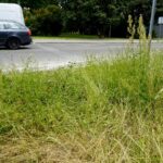 Czas na wiosenne porządki. Kielce, ulica Zagórska / Piotr Kwaśniewski / Radio Kielce