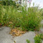 Czas na wiosenne porządki. Kielce, ulica Zagórska / Piotr Kwaśniewski / Radio Kielce