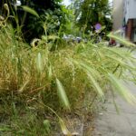 Czas na wiosenne porządki. Kielce, ulica Zagórska / Piotr Kwaśniewski / Radio Kielce