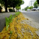 Czas na wiosenne porządki. Kielce, ulica Zagórska / Piotr Kwaśniewski / Radio Kielce