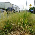 Czas na wiosenne porządki. Kielce, ulica Szczecińska / Piotr Kwaśniewski / Radio Kielce