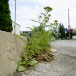 Czas na wiosenne porządki. Kielce, ulica Szczecińska / Piotr Kwaśniewski / Radio Kielce