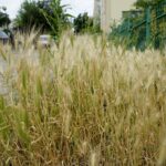 Czas na wiosenne porządki. Kielce, ulica Szczecińska / Piotr Kwaśniewski / Radio Kielce