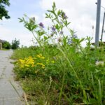 Czas na wiosenne porządki. Kielce, ulica Jana Nowaka-Jeziorańskiego / Piotr Kwaśniewski / Radio Kielce