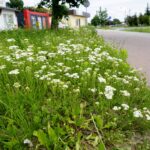 Czas na wiosenne porządki. Kielce, ulica Jana Nowaka-Jeziorańskiego / Piotr Kwaśniewski / Radio Kielce