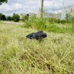 Czas na wiosenne porządki. Kielce, aleja Tysiąclecia Państwa Polskiego / Piotr Kwaśniewski / Radio Kielce