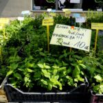 Jarmark Świętokrzyski / Piotr Kwaśniewski / Radio Kielce