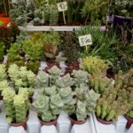 Jarmark Świętokrzyski / Piotr Kwaśniewski / Radio Kielce