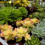 Jarmark Świętokrzyski / Piotr Kwaśniewski / Radio Kielce