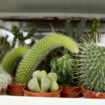 Jarmark Świętokrzyski / Piotr Kwaśniewski / Radio Kielce