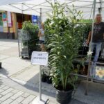 Jarmark Świętokrzyski / Piotr Kwaśniewski / Radio Kielce