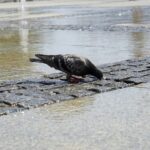 Kielce, Rynek / Piotr Kwaśniewski / Radio Kielce