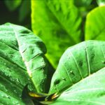 Gwatemala / Dominika Zaręba